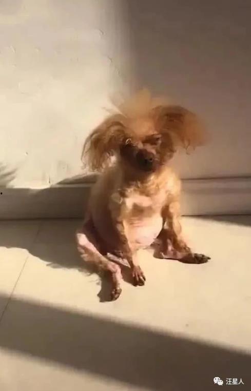 女子 狗 国产视频,女子与狗的温馨国风故事