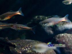 正宗国产原生鱼视频,正宗国产原生鱼风采展示