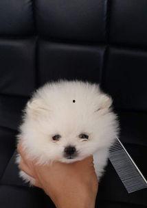 国产人与狗精品视频播放,带你领略独特视听盛宴