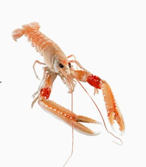 国产海螯虾开箱视频大全,尽享鲜美滋味，解锁烹饪新技能