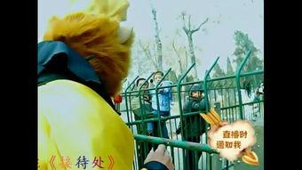 国产的猴子歌曲视频播放